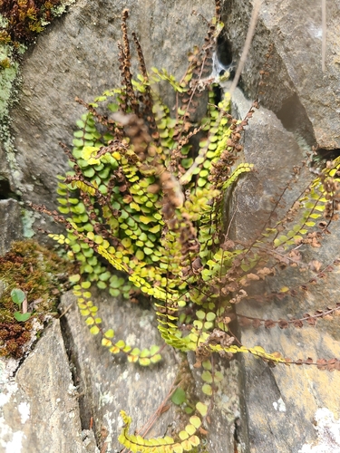 maidenhair spleenwort (Asplenium trichomanes)