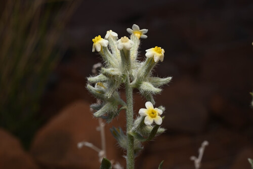 tawny cryptantha (Oreocarya fulvocanescens)