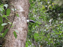 Andigena nigrirostris