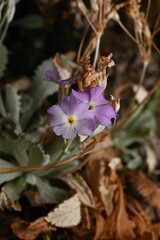 Primula specuicola, photograph (c) Anders Hastings, some rights reserved (CC BY)