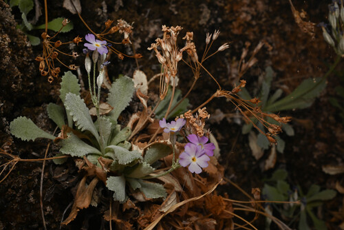 Primula specuicola, photograph 3