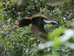 Andigena nigrirostris