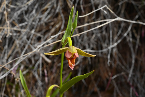 Stream Orchid (Epipactis gigantea)