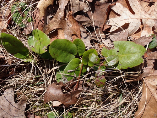 trailing arbutus (Epigaea repens)