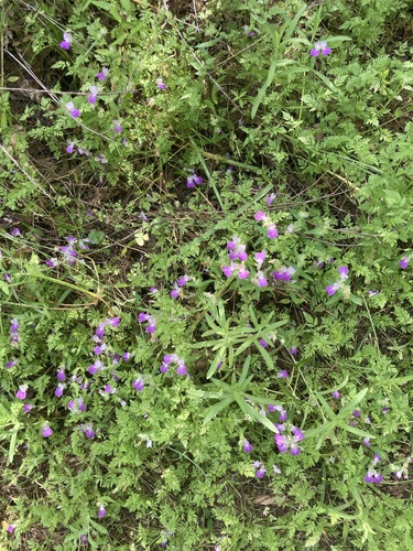 iNaturalist observation photo of Purple Chinese Houses