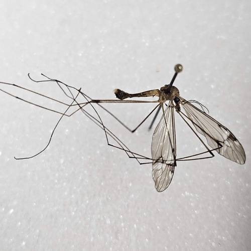 Tipula flavomarginata
