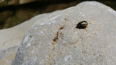 Calligrapha confluens