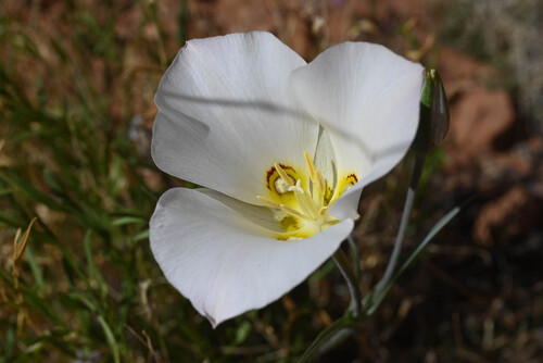 Sego Lily (Calochortus nuttallii)
