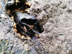 Nasutitermes corniger