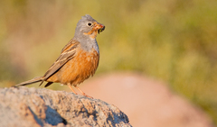 Emberiza caesia