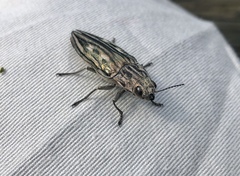 Chalcophora georgiana