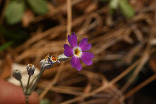 Cave-dwelling Primrose (Primula specuicola)