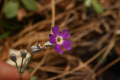 Primula specuicola