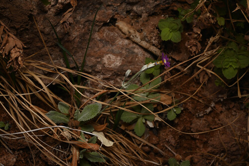 Primula specuicola, photograph 1