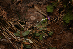 Primula specuicola, photograph (c) Anders Hastings, some rights reserved (CC BY)