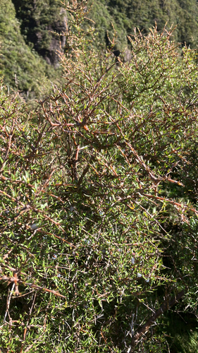 needle-leaved mountain coprosma (Coprosma rugosa)