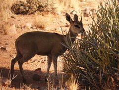 Oreotragus oreotragus