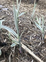 Arundo donax versicolor