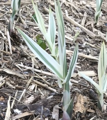 Arundo donax versicolor