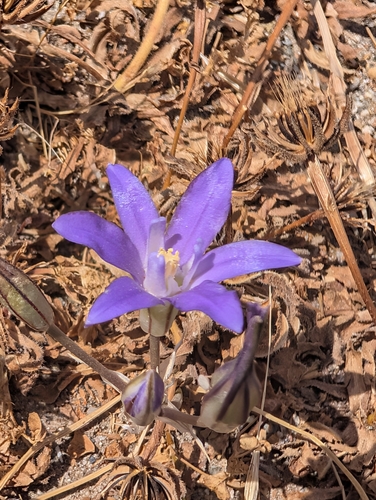 mesa brodiaea (Brodiaea jolonensis)