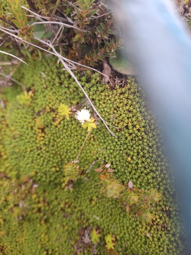 Smooth Mat Daisy (Raoulia glabra)