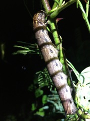 Agrius cingulata image