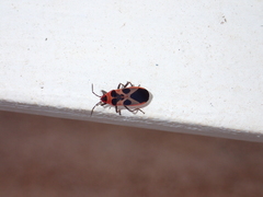 Tropidothorax maculatus