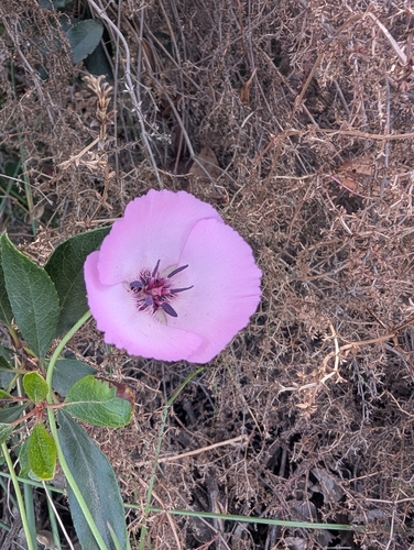 Splendid Mariposa Lily (Calochortus splendens)