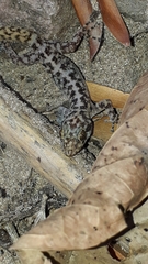 Phyllodactylus lanei