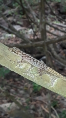 Phyllodactylus lanei