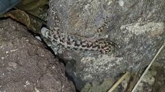 Phyllodactylus lanei