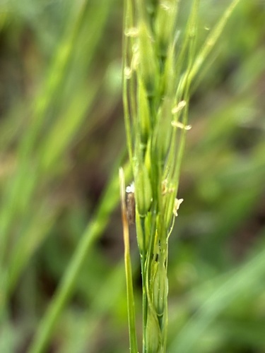 Eriocoma lemmonii, 2026-04-08