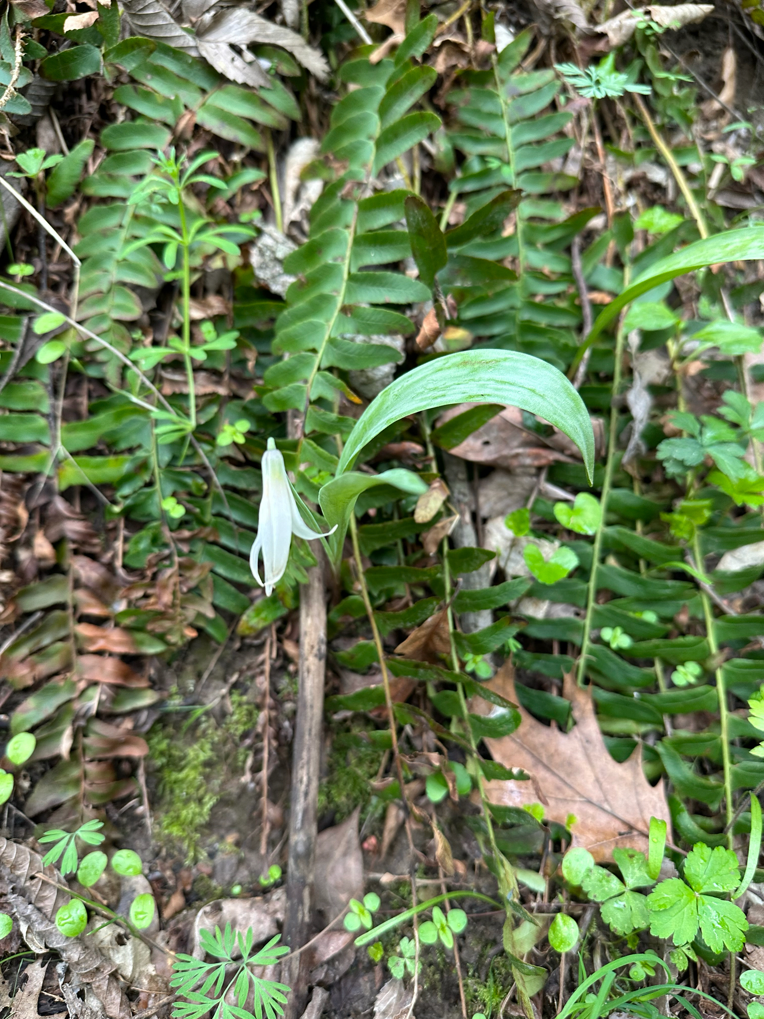 White Fawnlily (Erythronium albidum)