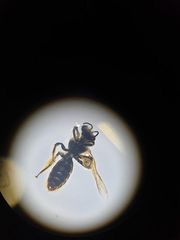 Leioproctus fulvescens