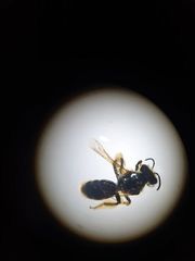 Leioproctus fulvescens