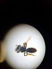 Leioproctus fulvescens