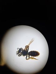 Leioproctus fulvescens