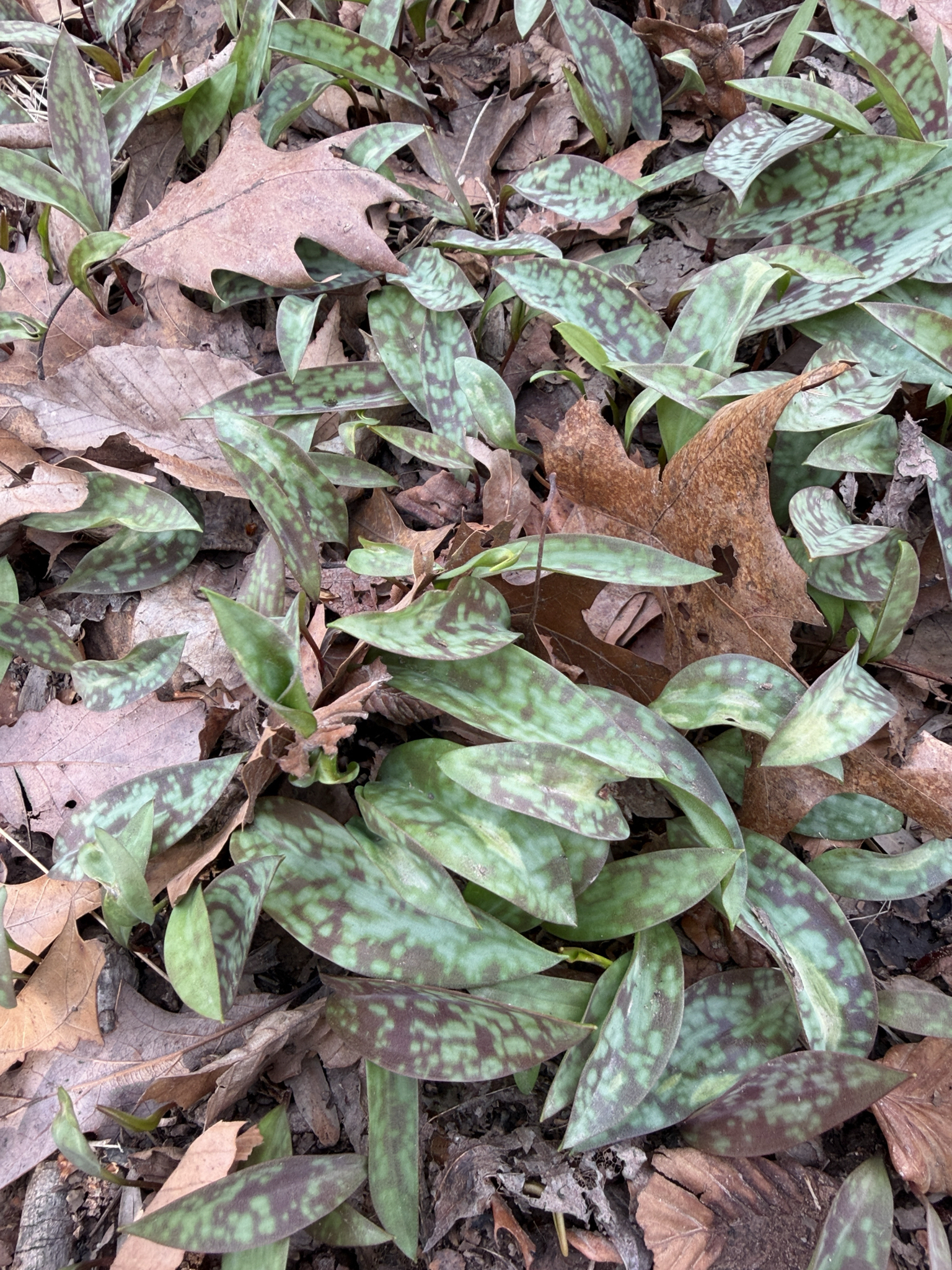Dogtooth Violet (Erythronium americanum)