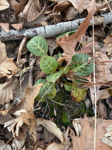 American wintergreen (Pyrola americana)