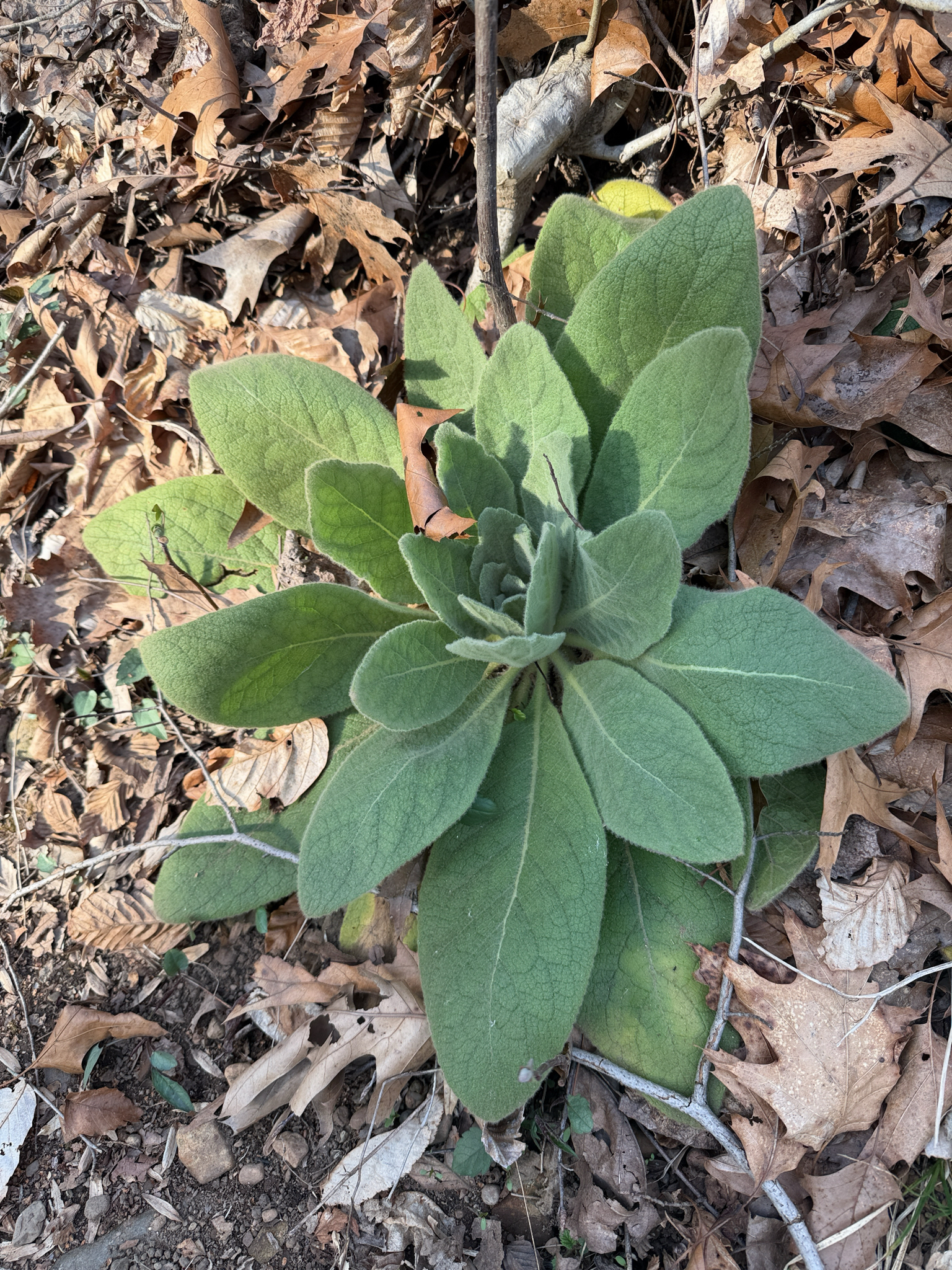 Great Mullein (Verbascum thapsus)