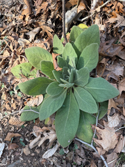 Königskerze (Verbascum thapsus)