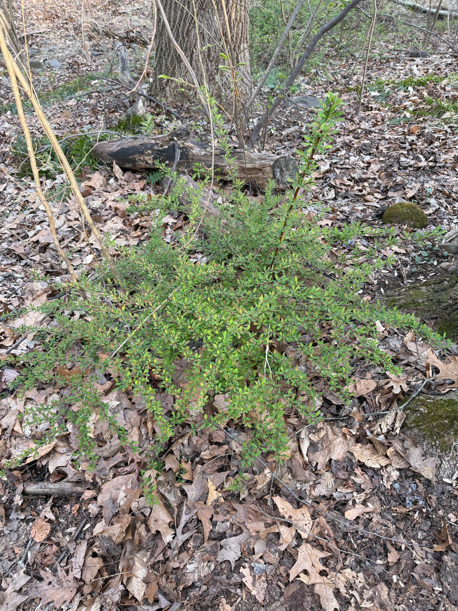Japanese Barberry (Berberis thunbergii)