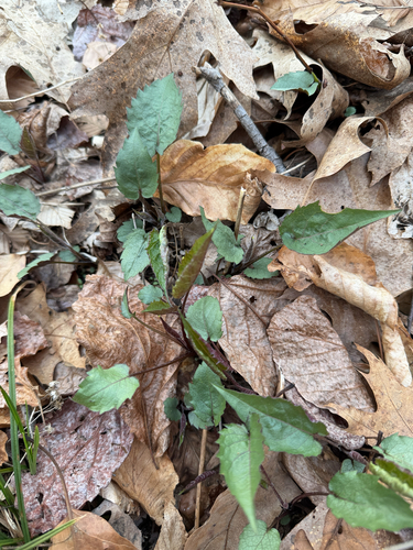 White Wood Aster (Eurybia divaricata)
