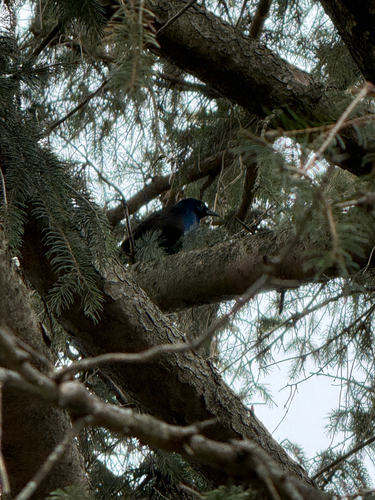Common Grackle