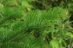 Abies sachalinensis