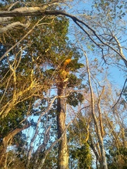 Anthurium schlechtendalii