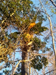 Anthurium schlechtendalii