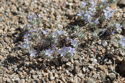 Desert Woollystar (Eriastrum eremicum)