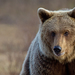 Eurasian Brown Bear - Photo (c) Paul Cools, some rights reserved (CC BY-NC), uploaded by Paul Cools