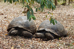 Chelonoidis niger porteri
